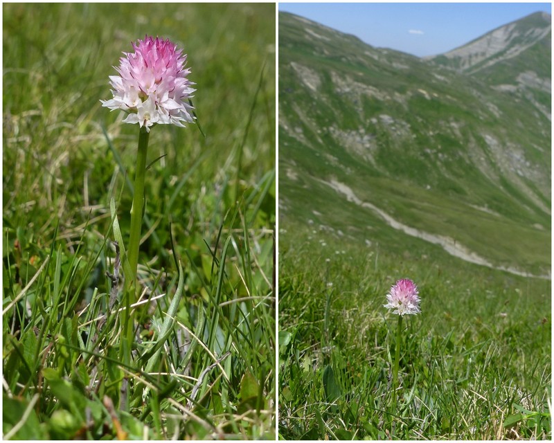 La Nigritella widderi a Pizzo di Sevo e Cima Lepri  -  luglio 2025